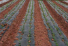 Película de mantillo biodegradable